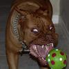 :::Devil Dog :::