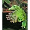 Birdidile