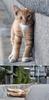 Hitman...Stealth cat