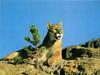 Talking cougar