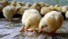 Cute Chicks