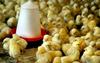 Cute Chicks