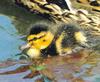 Cute duckling