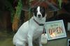 Cute Dog
