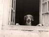 Cute Dog