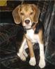 Cute Dog