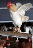 Rooster