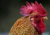 Cock