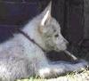 Siberian Husky puppy