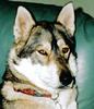 Siberian Husky