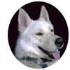 Siberian Husky