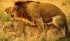 Lions Mating