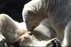 Polar Bears