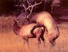 Elk Penetration
