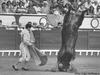 Poor Bull's Headstanding
