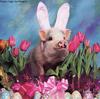 Pigs on Parade: WABBIT