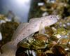 Round Goby (Neogobius melanostomus)