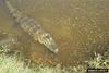 American alligator (Alligator mississippiensis)