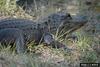 American alligator (Alligator mississippiensis)