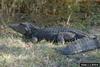 American alligator (Alligator mississippiensis)