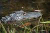 American alligator (Alligator mississippiensis)