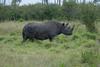 White Rhinoceros (Ceratotherium simum)