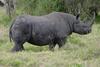 White Rhinoceros (Ceratotherium simum)