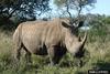 White Rhinoceros (Ceratotherium simum)