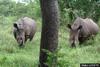 White Rhinoceros (Ceratotherium simum)