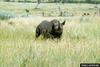 White Rhinoceros (Ceratotherium simum)