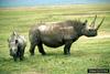 Black Rhinoceros (Diceros bicornis)