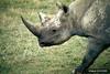 Black Rhinoceros (Diceros bicornis)