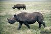 Black Rhinoceros (Diceros bicornis)