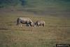 Black Rhinoceros (Diceros bicornis)