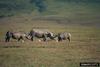 Black Rhinoceros (Diceros bicornis)