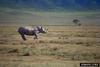 Black Rhinoceros (Diceros bicornis)