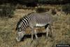 Plains Zebra (Equus burchelli)