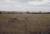 Plains Zebras (Equus burchelli)