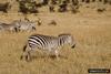 Plains Zebras (Equus burchelli)