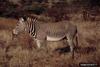 Plains Zebras (Equus burchelli)