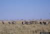 Plains Zebras (Equus burchelli)