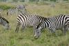 Plains Zebras (Equus burchelli)