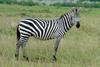 Plains Zebra (Equus burchelli)