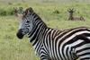 Plains Zebra (Equus burchelli)