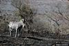 Plains Zebra (Equus burchelli)