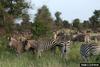 Plains Zebras (Equus burchelli)