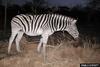 Plains Zebra (Equus burchelli)