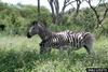 Plains Zebras (Equus burchelli)