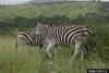 Plains Zebras (Equus burchelli)