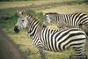Plains Zebras (Equus burchelli)